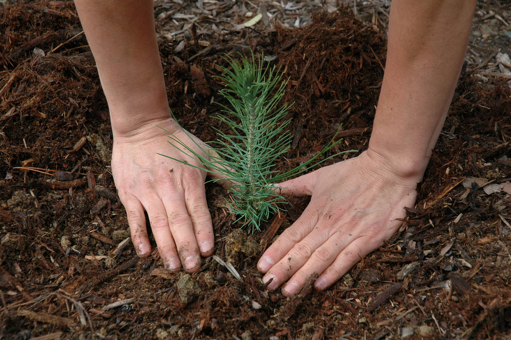 Питомник растений Green Plants: саженцы для средней полосы России