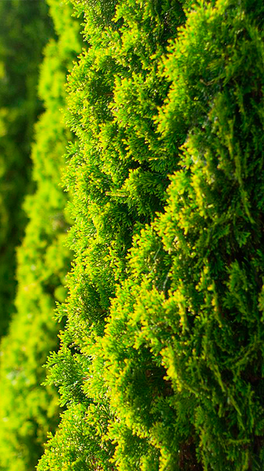 Туи из питомника Green Plants для доставки по России