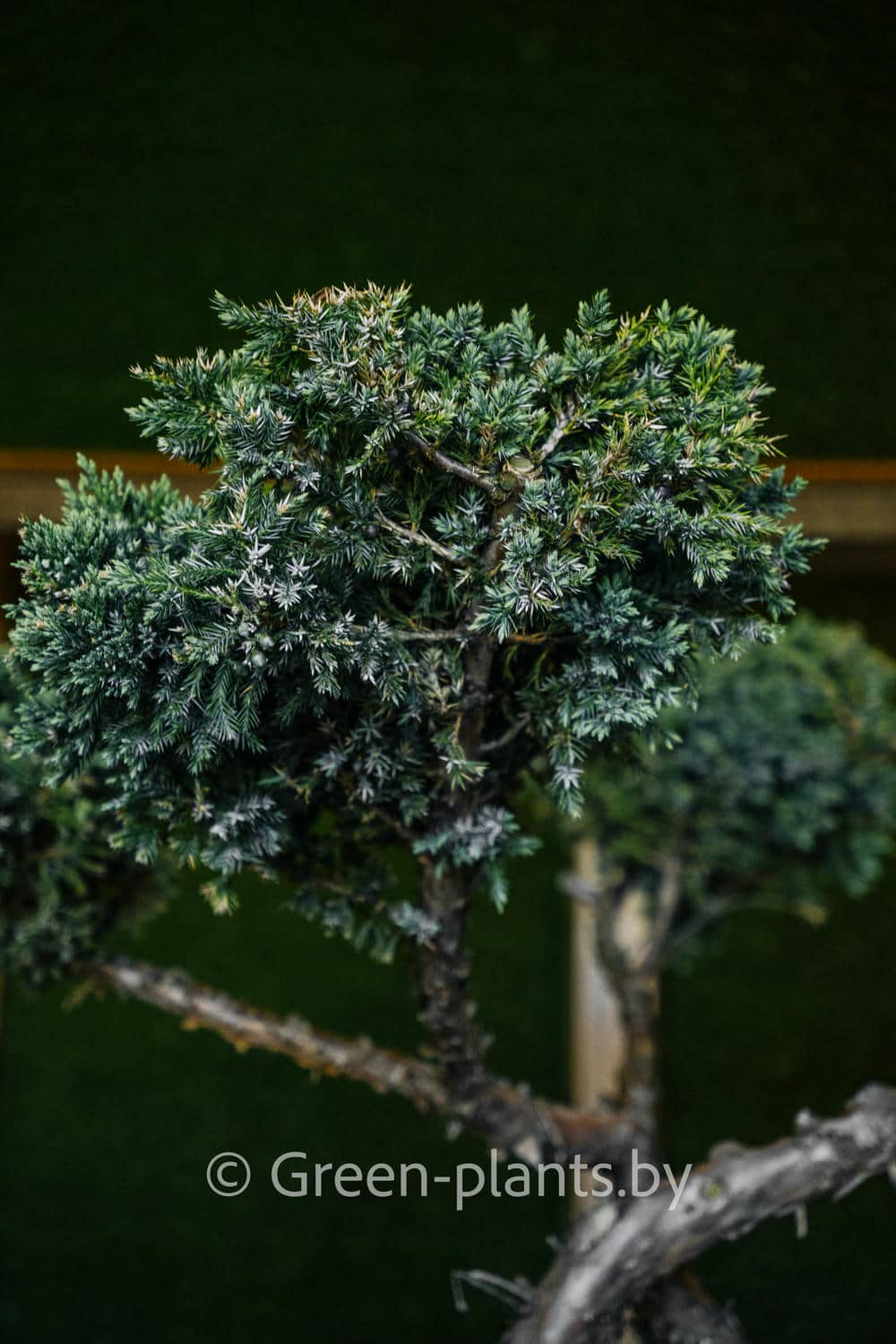 Посадки хвойных растений в питомнике Green Plants