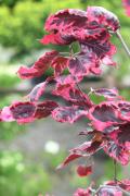 Бук лесной "Purpurea Tricolor" — фото 4