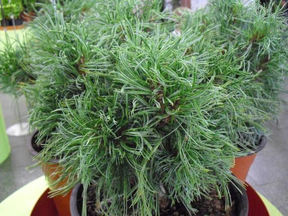 купить Сосна веймутова «Green Twist» в России