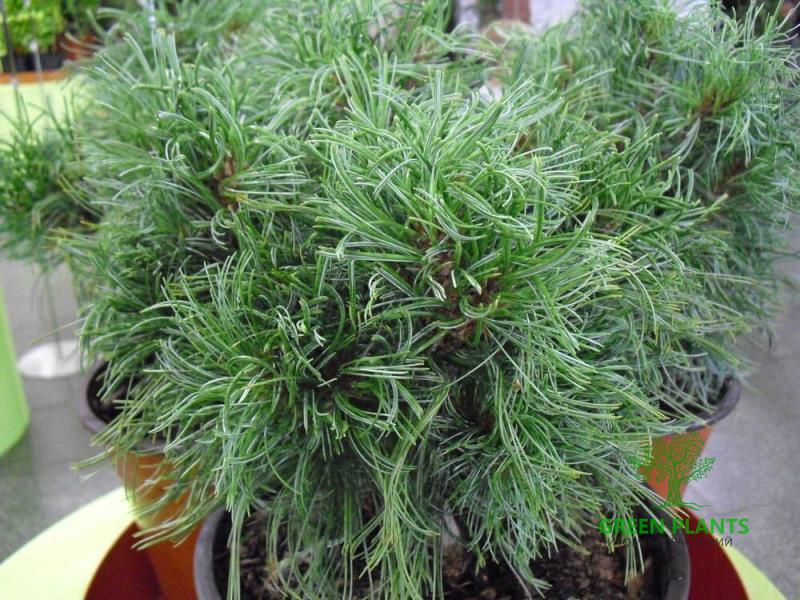 Купить Сосна веймутова «Green Twist» в России с доставкой