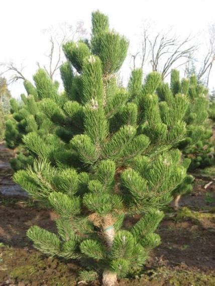 купить Сосна черная «Oregon Green» в России