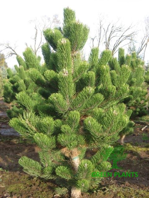 Купить Сосна черная «Oregon Green» в России с доставкой