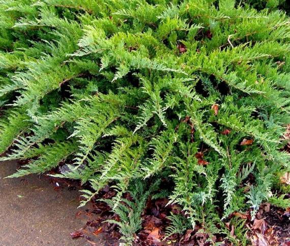купить Можжевельник казацкий "Tamariscifolia" в России