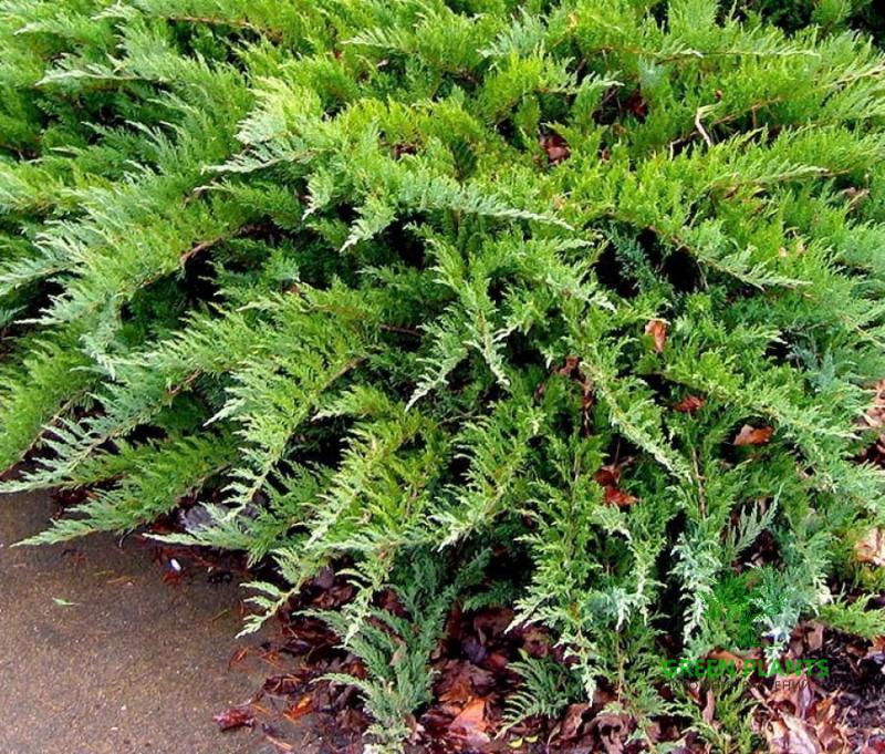 Купить Можжевельник казацкий "Tamariscifolia" в России с доставкой