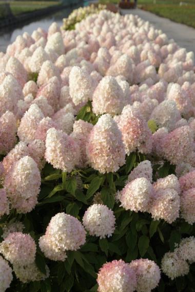 купить Гортензия "Magical Sweet Summer" в России