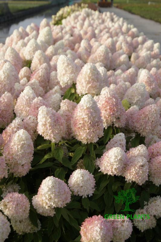 Купить Гортензия "Magical Sweet Summer" в России с доставкой