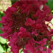 Гортензия метельчатая «Vims Red» — фото 1