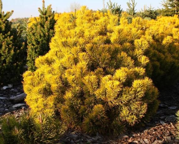 купить Сосна горная «December Gold» в России