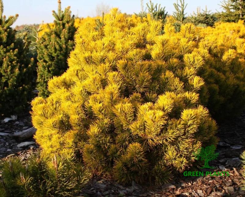 Купить Сосна горная «December Gold» в России с доставкой