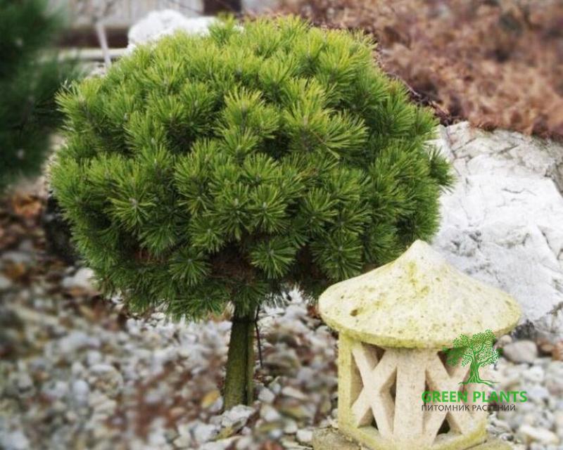 Купить Сосна «Mops» на штамбе в России с доставкой