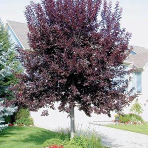 купить Берёза бородавчатая «Purpurea» в России