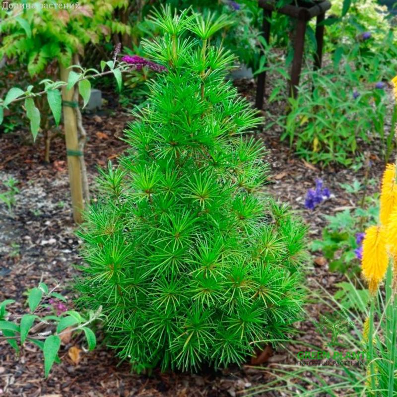 Купить Сциадопитис мутовчатый "Verticillata" в России с доставкой