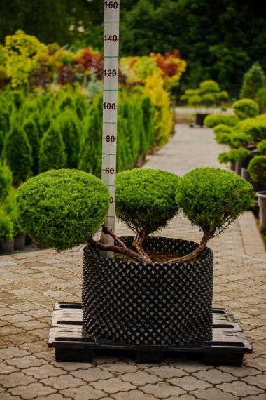 купить Можжевельник "Tamariscifolia" №3 h0,5м d1м в России