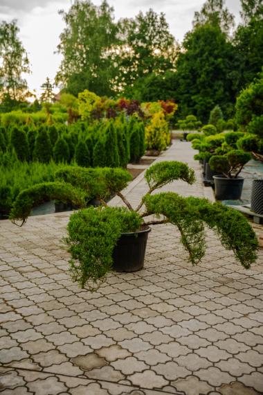 купить Можжевельник "Tamariscifolia" №40 h1м d3,3м в России