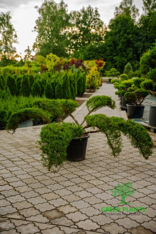 Купить Можжевельник "Tamariscifolia" №40 h1м d3,3м в России с доставкой