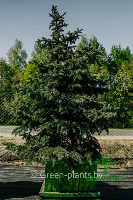 Купить Ель колючая Belobok в России с доставкой