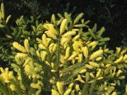 Ель Ауреоспиката (Aureospicata) — фото 3
