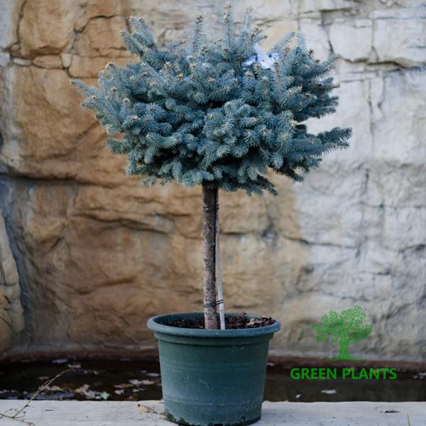 Купить Ель колючая «Glauca Globosa» в России с доставкой