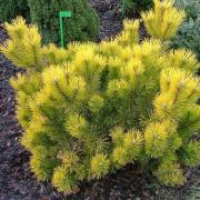 Сосна горная «December Gold» — фото 3