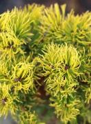 Сосна горная «December Gold» — фото 2