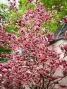 Бук лесной "Purpurea Tricolor" — фото 3