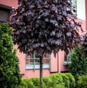 Клен остролистный "Purple Globe" — фото 2