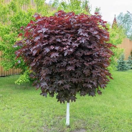 купить Клен остролистный "Royal Red" в России
