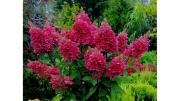 Гортензия метельчатая «Vims Red» — фото 5