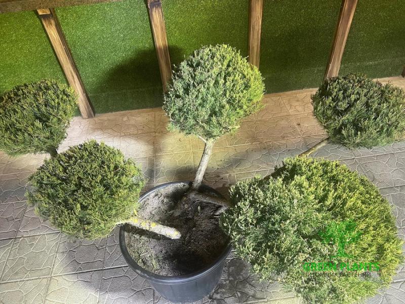 Купить Можжевельник "Tamariscifolia" №5 h0,7м d2м в России с доставкой