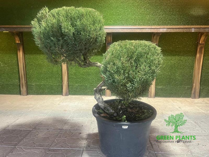 Купить Можжевельник "Tamariscifolia" №25 h1м d0,8м в России с доставкой