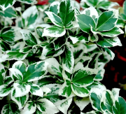 Бересклет Форчуна "Paloma Blanca" — фото 2