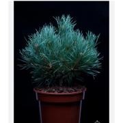 Сосна обыкновенная "Chantry Blue" — фото 1
