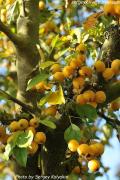 Яблоня декоративная «Malus scheideckeri» — фото 2