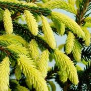 Ель Ауреоспиката (Aureospicata) — фото 2