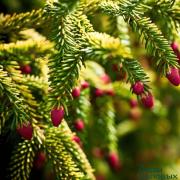 Ель Ауреоспиката (Aureospicata) — фото 1