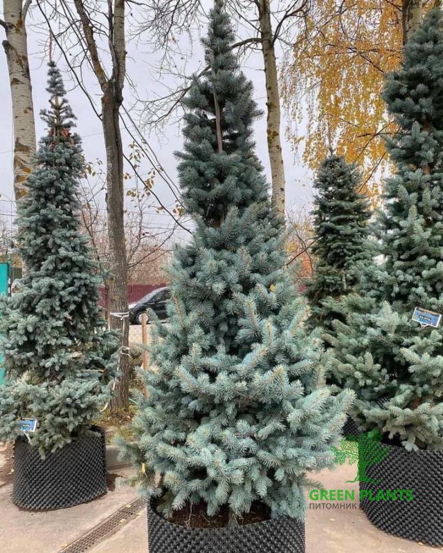 Купить Ель колючая «Schovenhorst » в России с доставкой