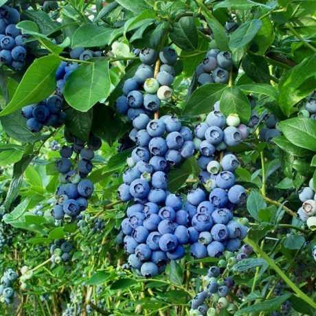 купить Голубика высокорослая «Bluecrop» в России