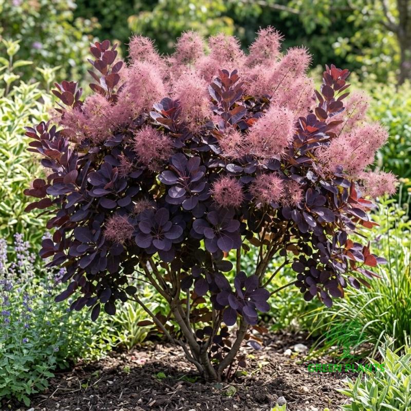 Купить Скумпия кожевенная "Royal Purple" на штамбе в России с доставкой
