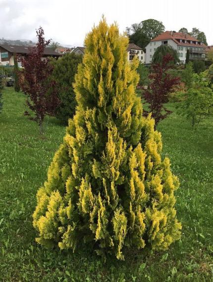 купить Туя западная золотистая «Yellow Ribbon» в России