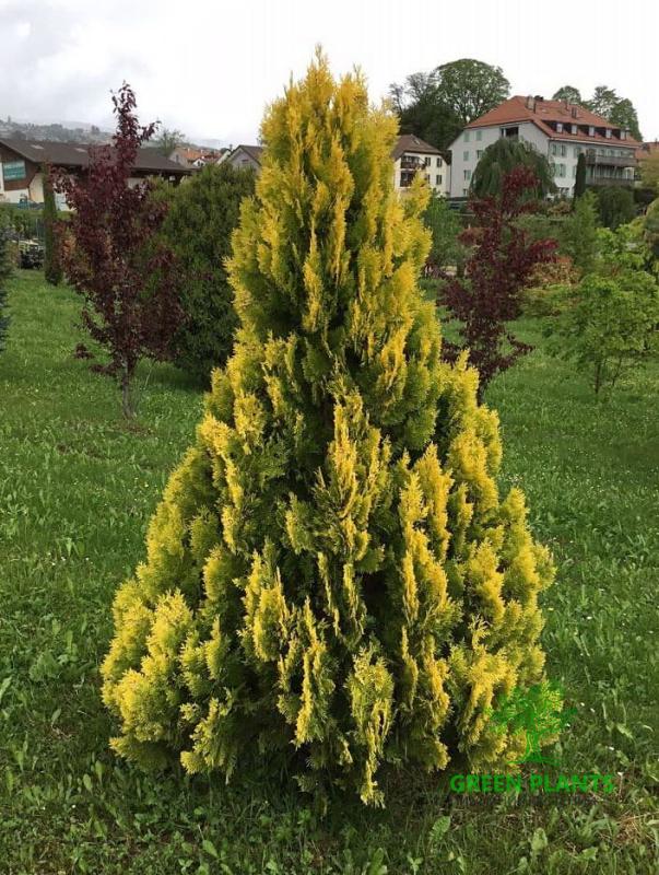 Купить Туя западная золотистая «Yellow Ribbon» в России с доставкой